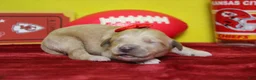 Goldendoodle dogs for sale: Moon - Ad 5