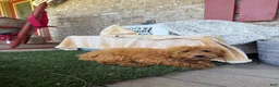 Mixed Breed dogs for sale: Jewels - Ad 4