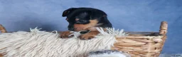 Miniature Pinscher dogs for sale: ARCHIE - Ad 8