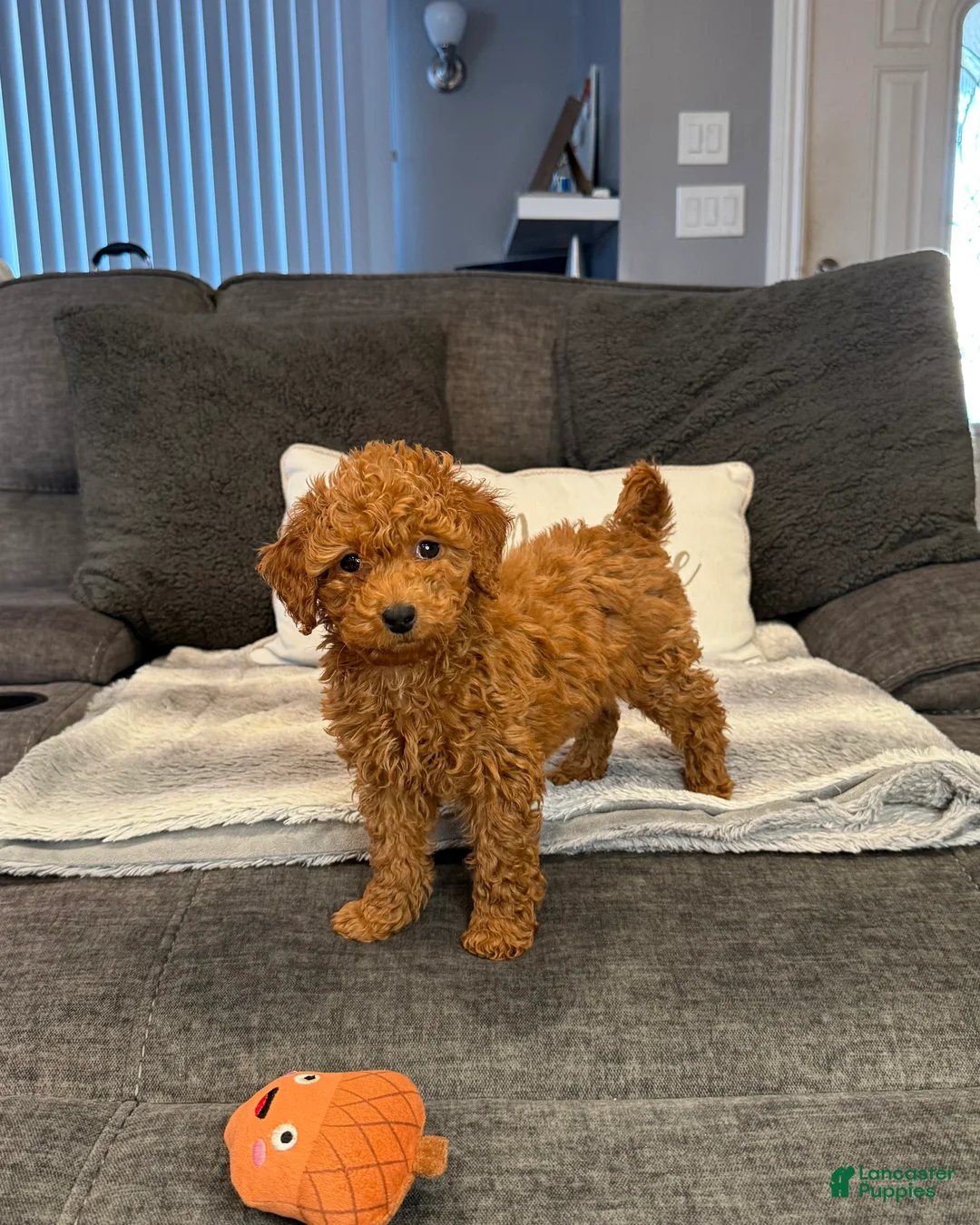 Mini Goldendoodle dogs for sale: Valentine - Ad 2