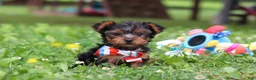 Yorkshire Terrier dogs for sale: Lola - Ad 11