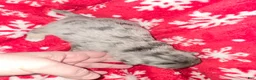 Chihuahua dogs for sale: Long Hair Merle Boy - Ad 3