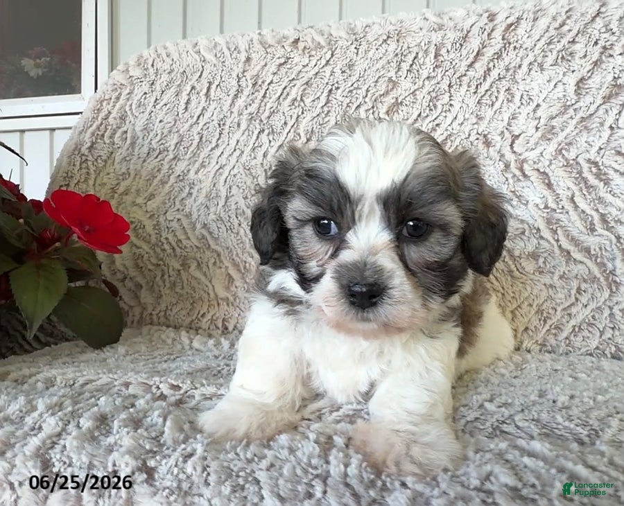 Teddy Bear dogs Leo - Ad 2