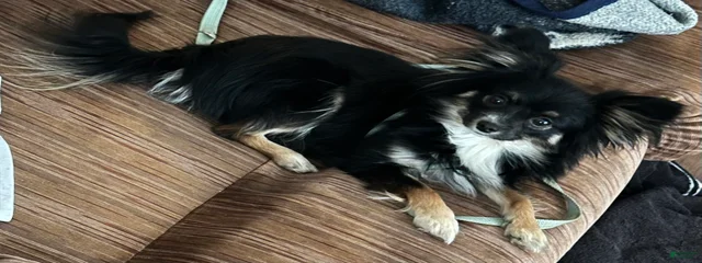 Missy
