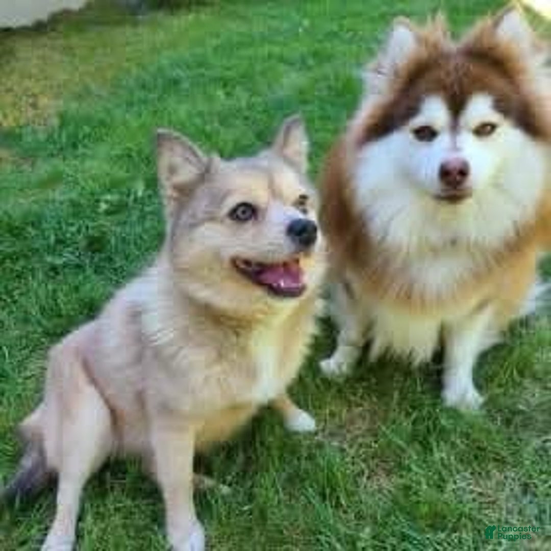 Pomsky dogs for stud: Groot - Ad 2