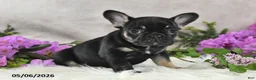 French Bulldog dogs for sale: Holly - Ad 4
