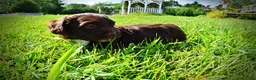 Havapoo dogs for sale: Hershey - Ad 16