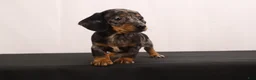 Dachshund dogs for sale: Fido - Ad 8