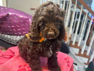 Cocker Spaniel dogs for sale: Katty-AKC Cocker Spaniel - Ad 1