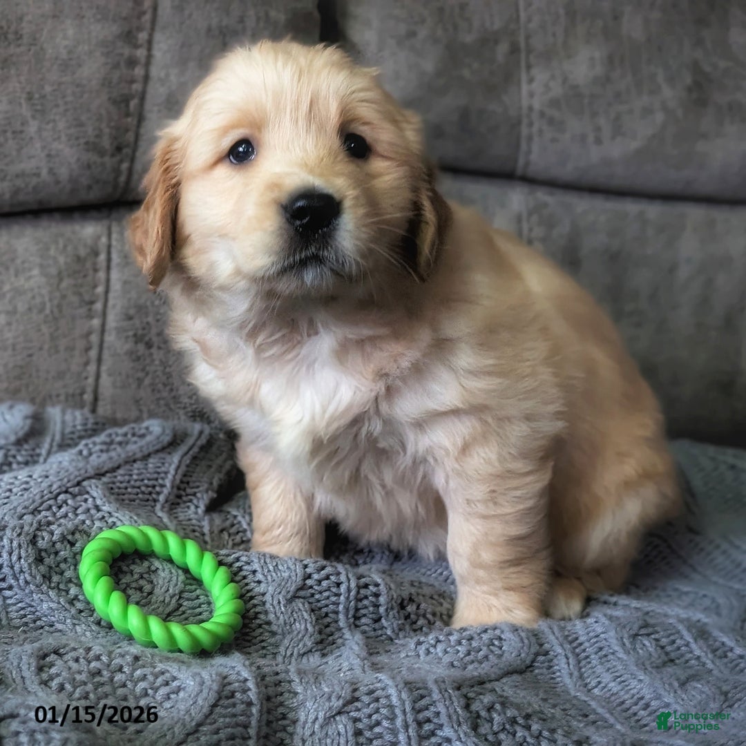 Golden Retriever dogs for sale: Violet - Ad 5