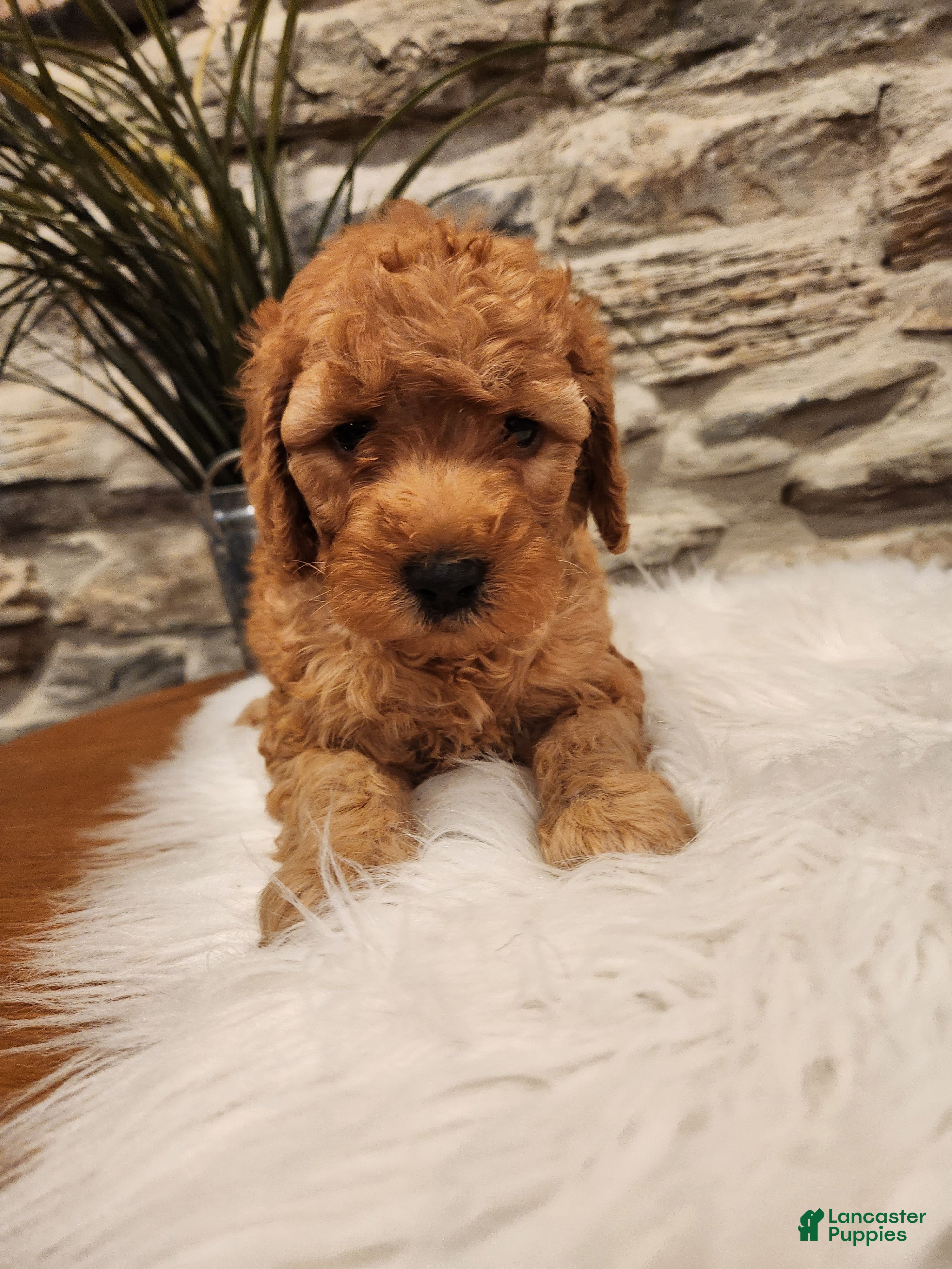 Mini Goldendoodle dogs BLAZE - Mini Goldendoodle Puppy 5 - Ad 2