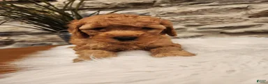BLAZE - Mini Goldendoodle Puppy 5