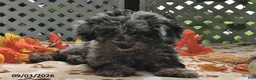 Miniature Poodle dogs for sale: Chief - Ad 3