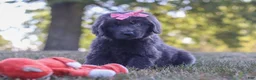 Newfoundland dogs for sale: Barbie - Ad 1