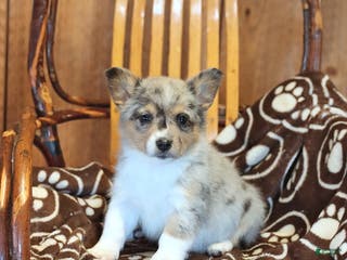 Mixed Breed dogs Abby - Ad 35