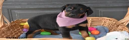 Doberman Pinscher dogs for sale: Flopsy - Ad 3