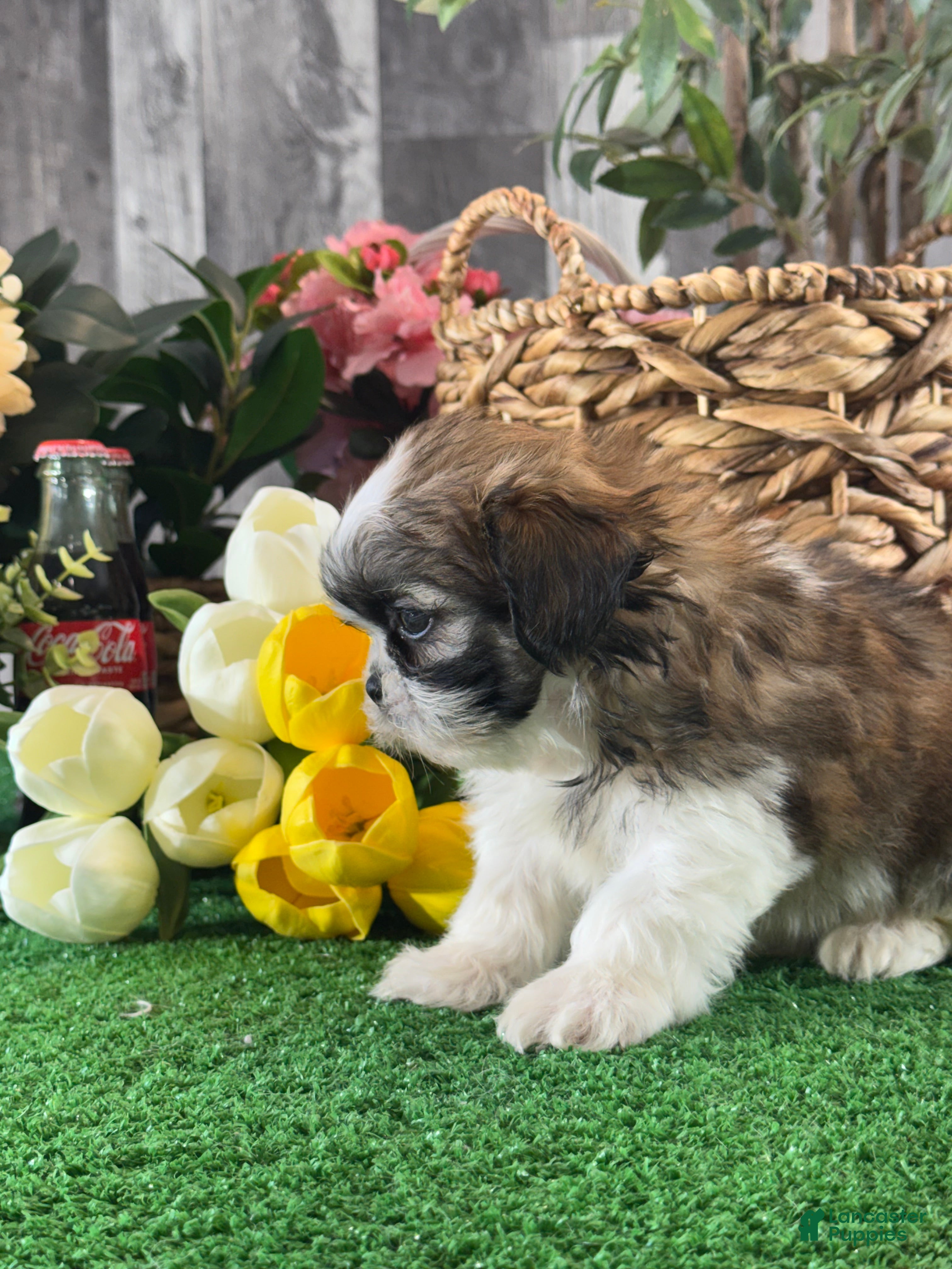 Shih Tzu dogs for sale: Skipper 🍔 - Ad 3