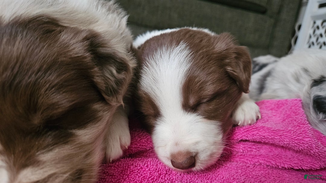 Border Collie dogs for sale: Border Collie Puppy 1 - Red - Ad 59