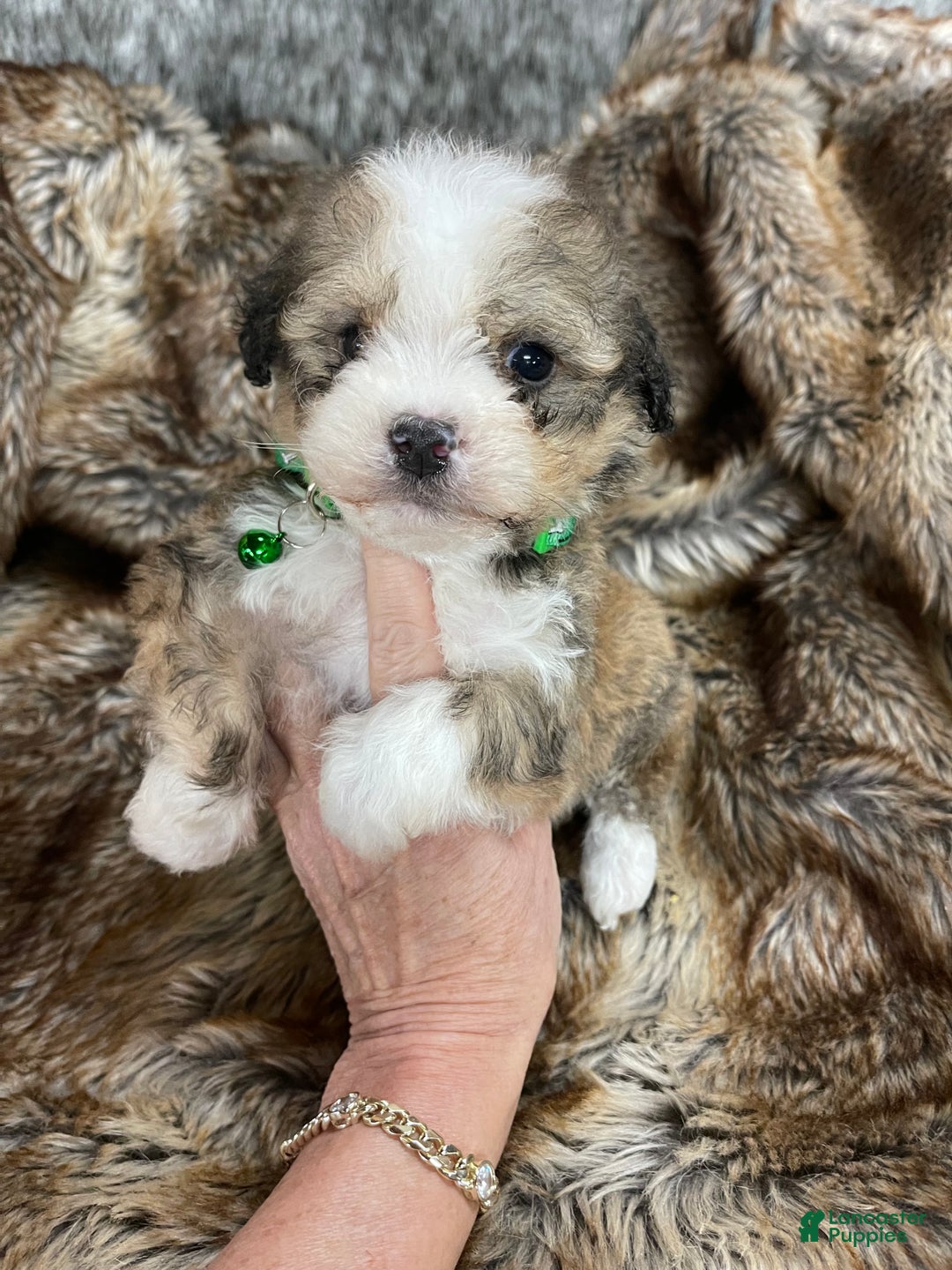 Mixed Breed dogs for sale: Mini Bernedoodle Puppy 3 - Ad 3