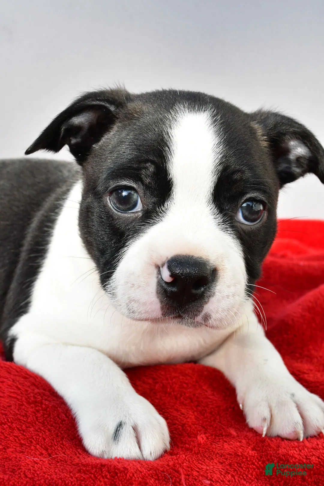 Boston Terrier dogs for sale: Kobe - Ad 8