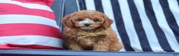 Cavapoo dogs for sale: Connor - Ad 5