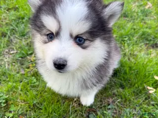 Pomsky dogs Pomsky Puppy 7 - Ad 16