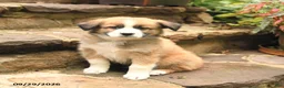 Australian Shepherd dogs for sale: Maverick - Ad 4