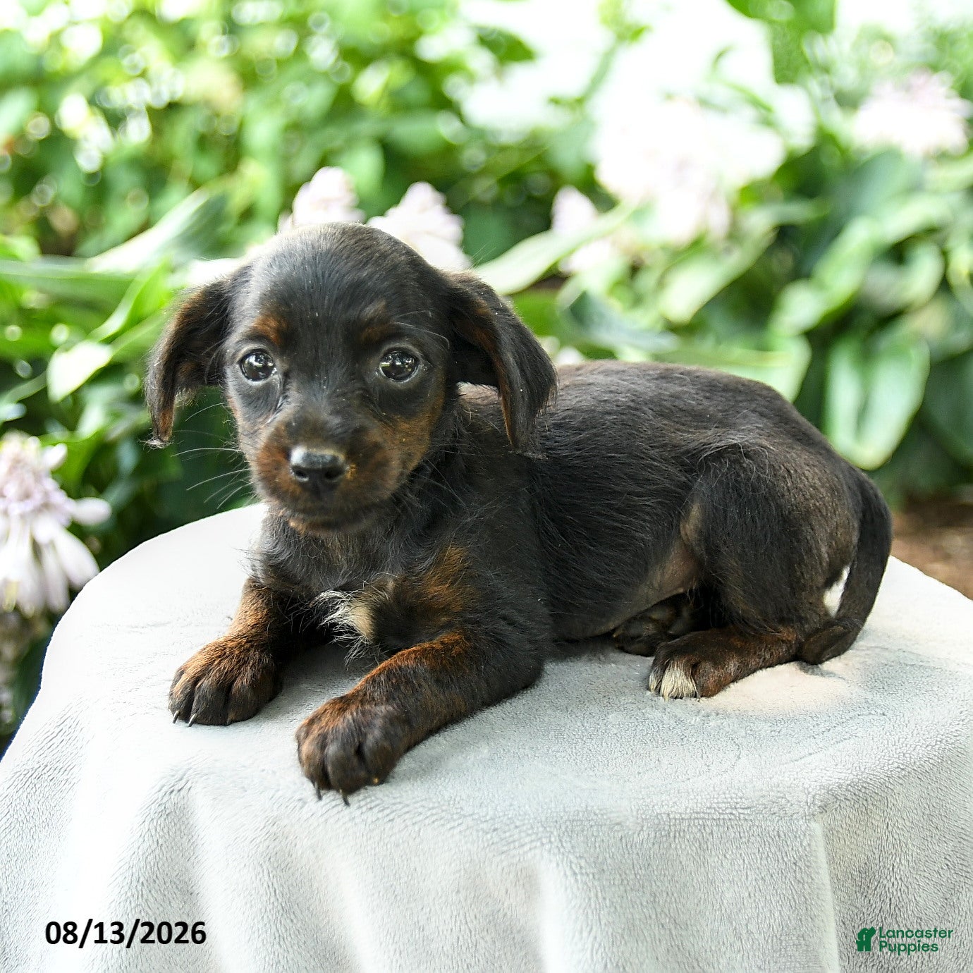 Yorkiepoo dogs Priscilla - Ad 2