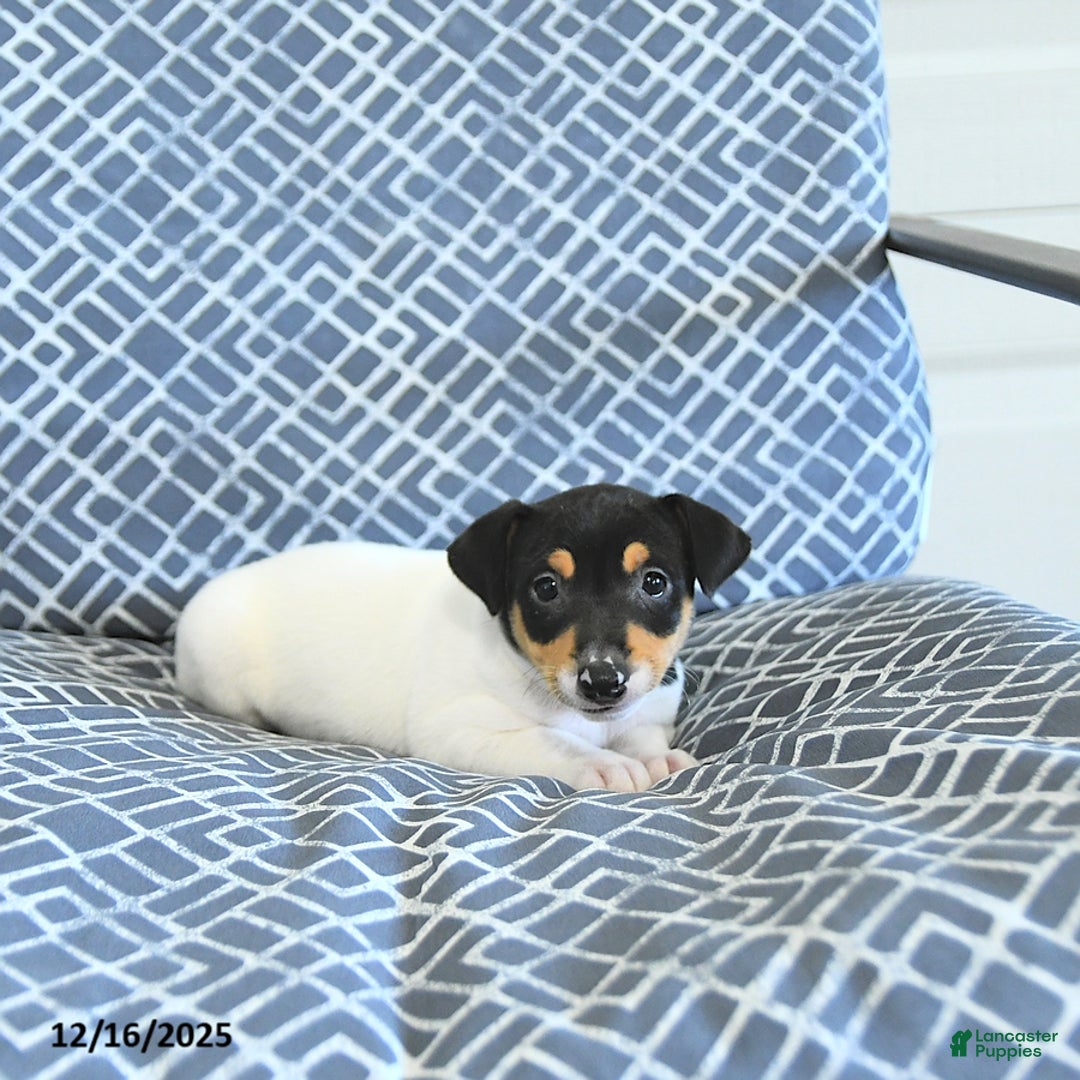 Toy Fox Terrier dogs for sale: Brad  - Ad 2