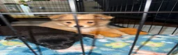 Mixed Breed dogs for sale: Teddy Tito - Ad 4