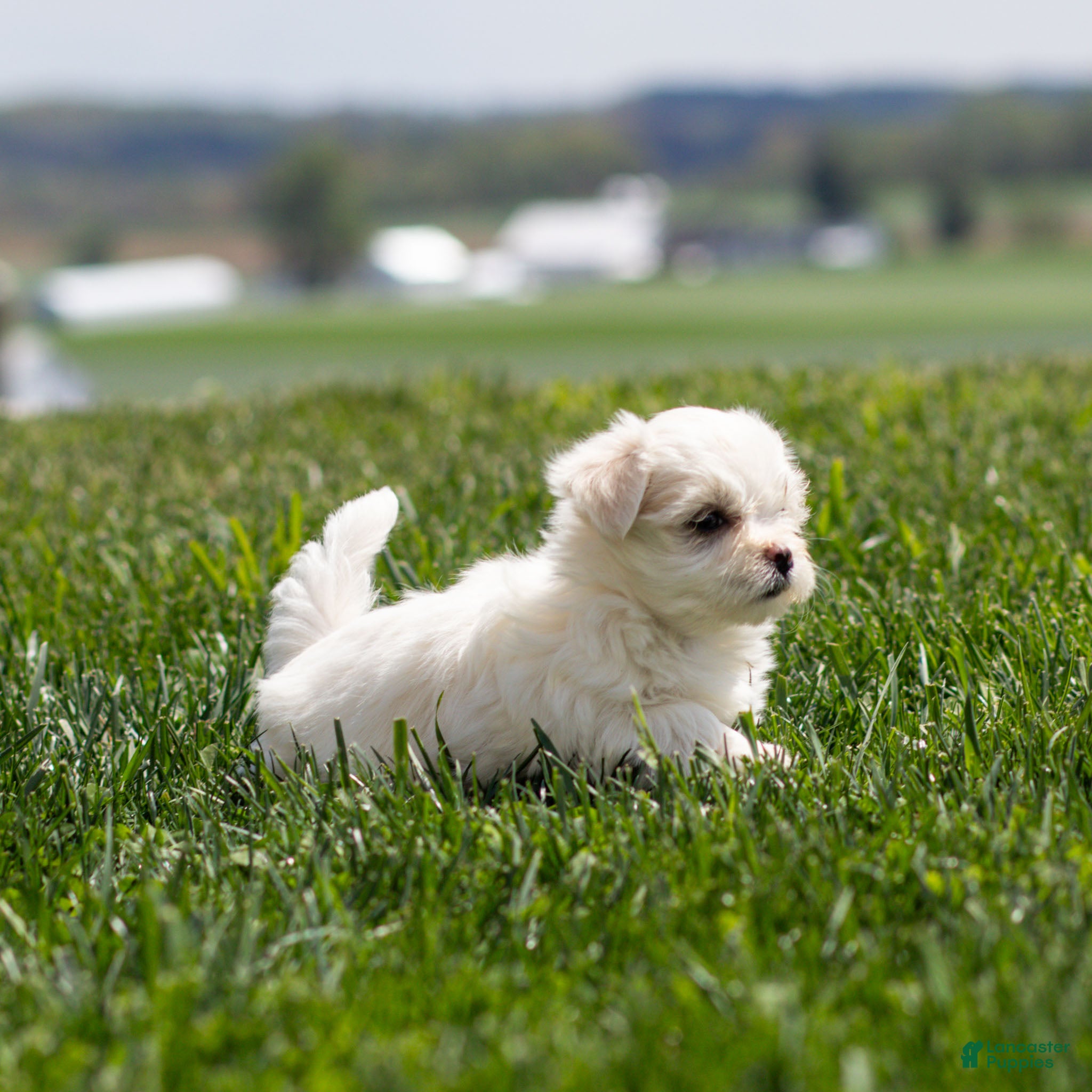 Maltese dogs Millie Maltese Puppy  - Ad 2