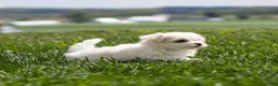 Maltese dogs for sale: Millie Maltese Puppy  - Ad 13