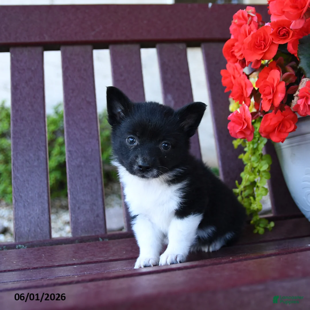 Mixed Breed dogs for sale: Bits - Ad 2