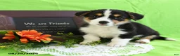 Welsh Corgi Pembroke dogs for sale: Christina - Ad 5
