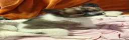 Mixed Breed dogs for sale: Buttons - Ad 2