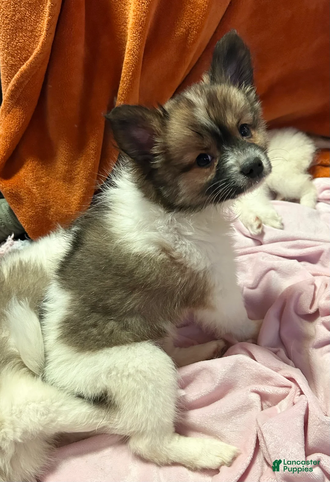 Mixed Breed dogs for sale: Buttons - Ad 2