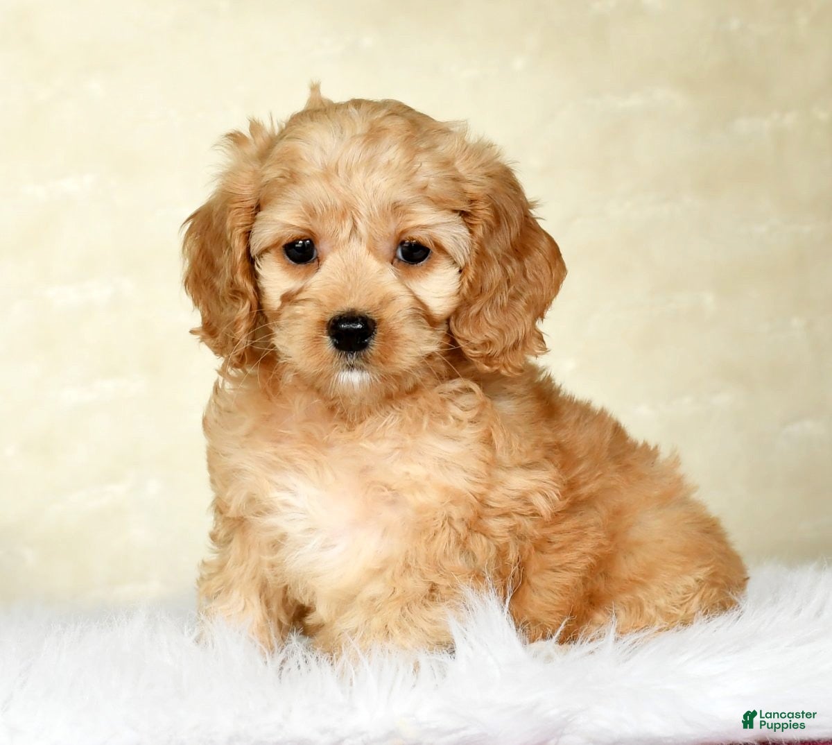 Cockapoo dogs Sophie - Ad 5