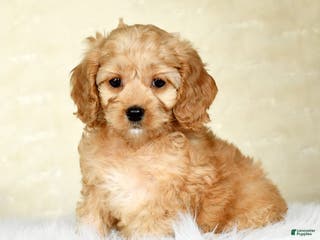 Cockapoo dogs Sophie - Ad 26