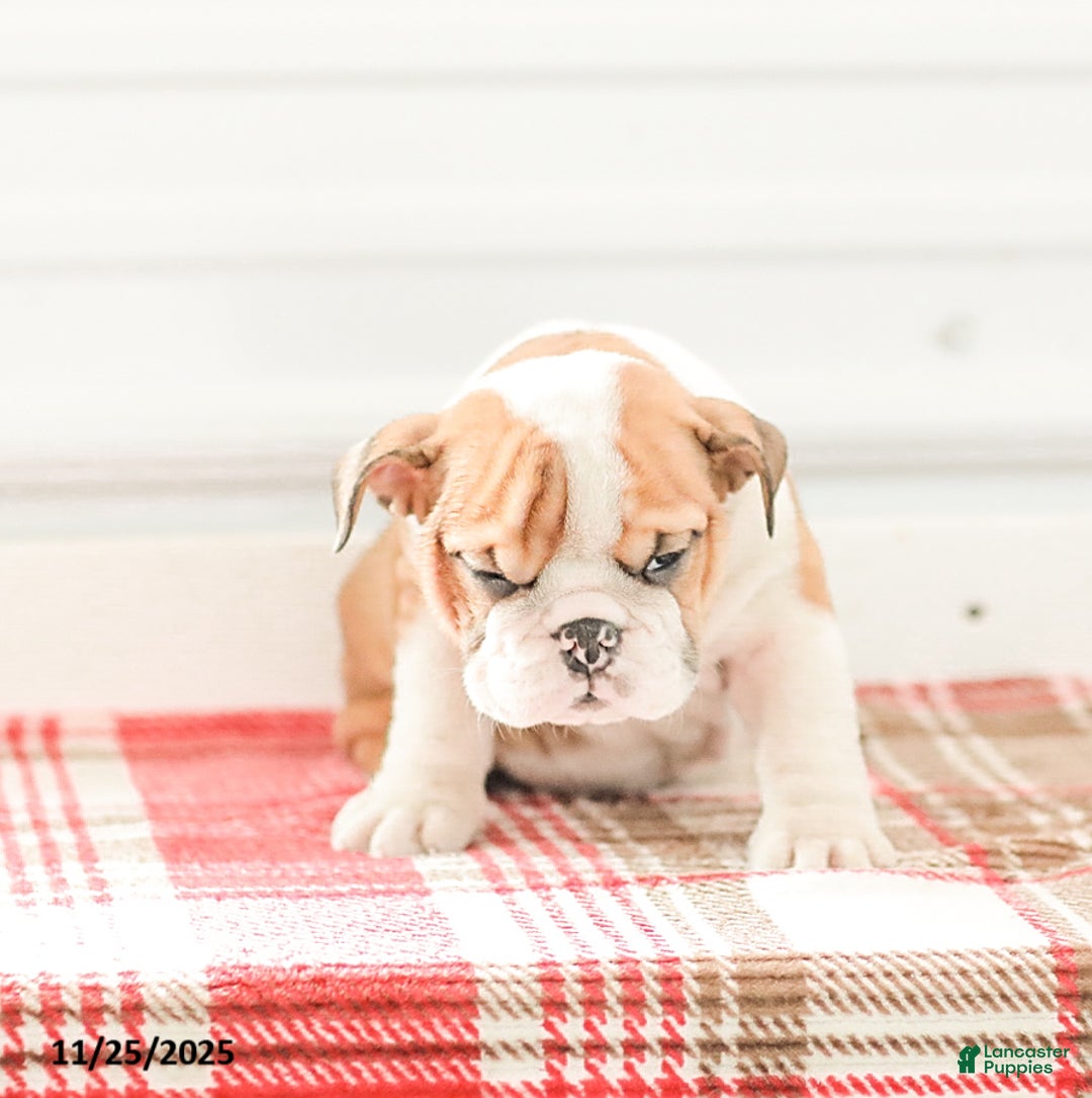 English Bulldog dogs for sale: Rob - Ad 6