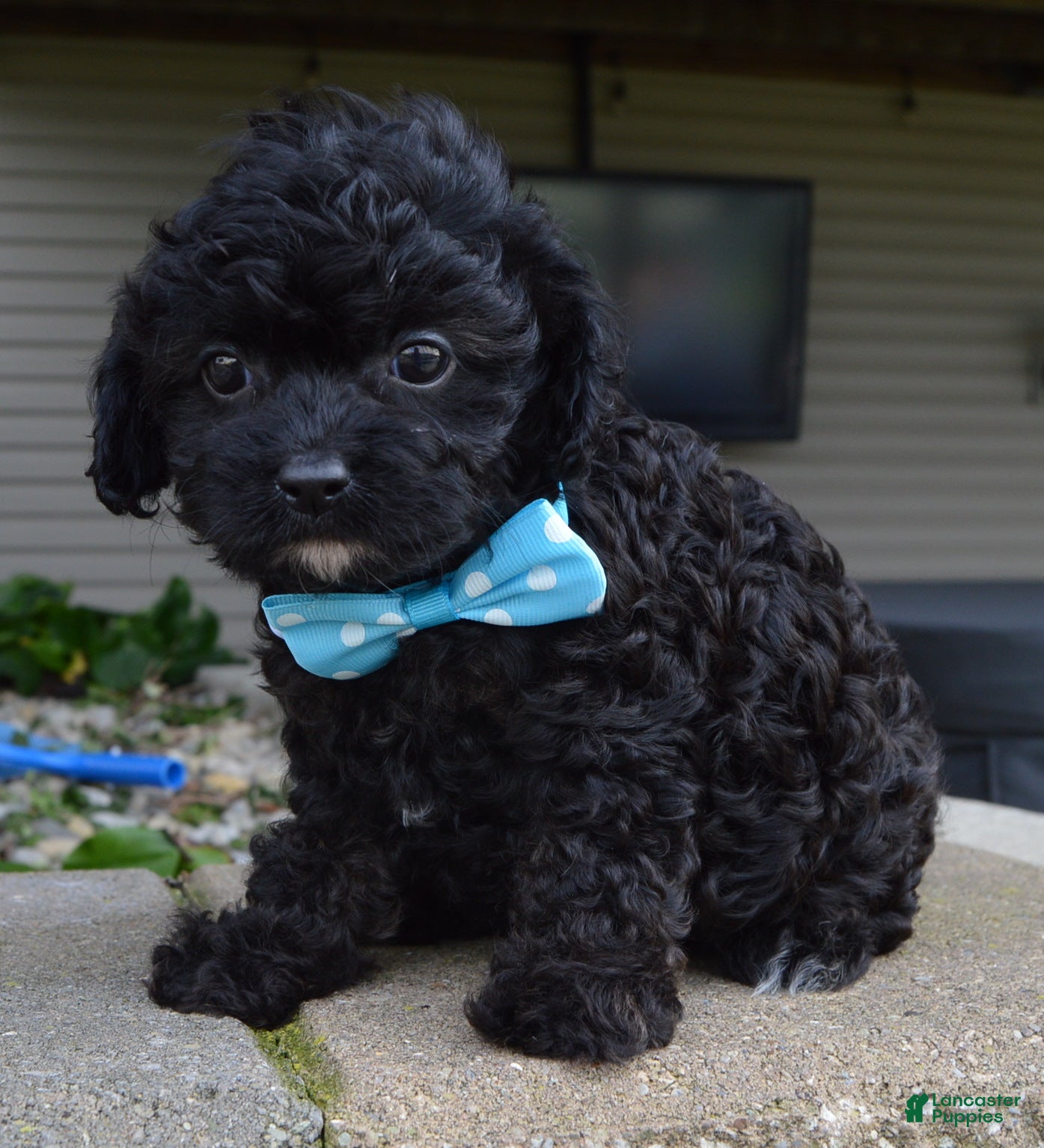 Cavapoo dogs for sale: Cooper - Ad 1