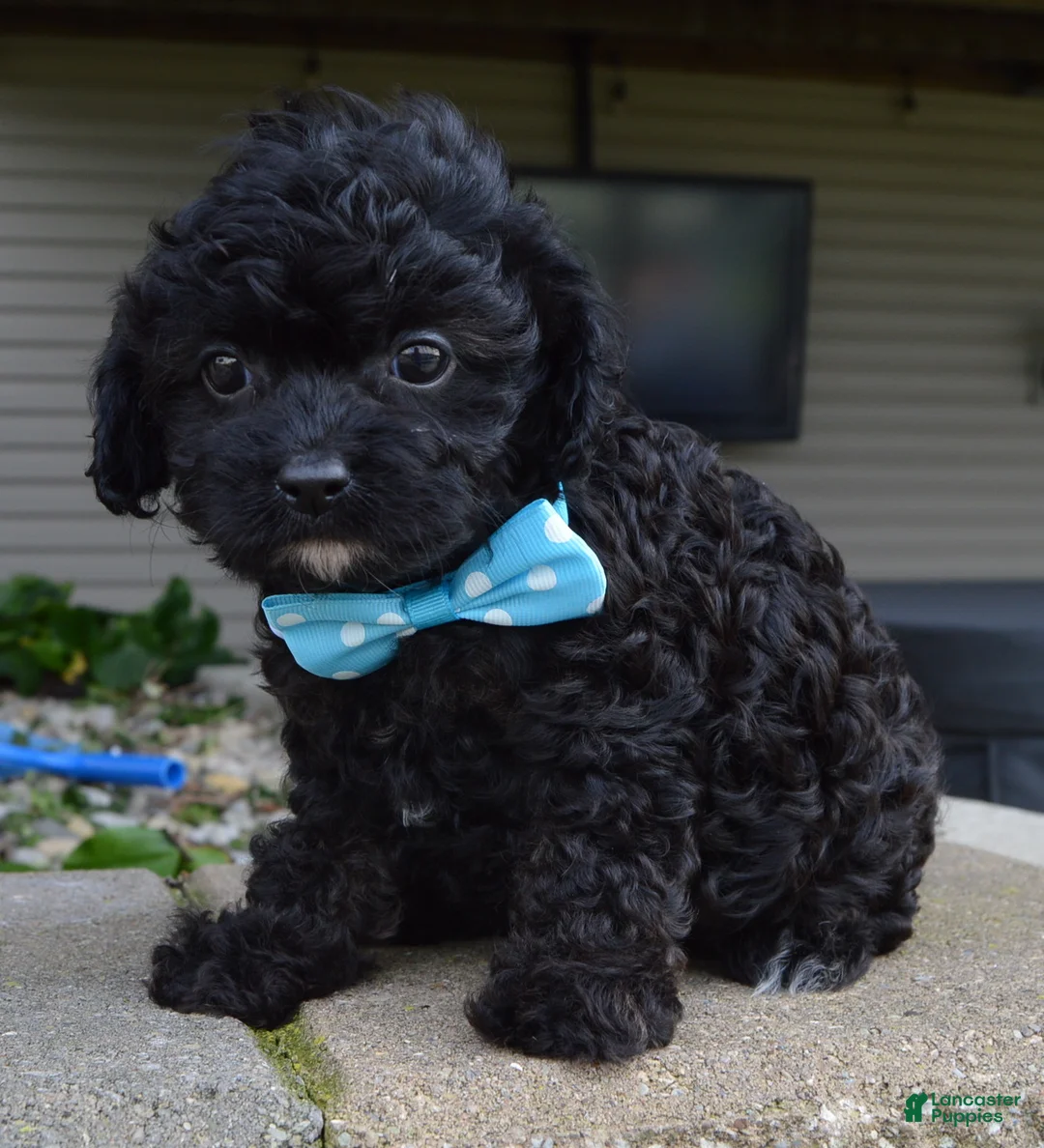 Cavapoo dogs for sale: Cooper - Ad 1