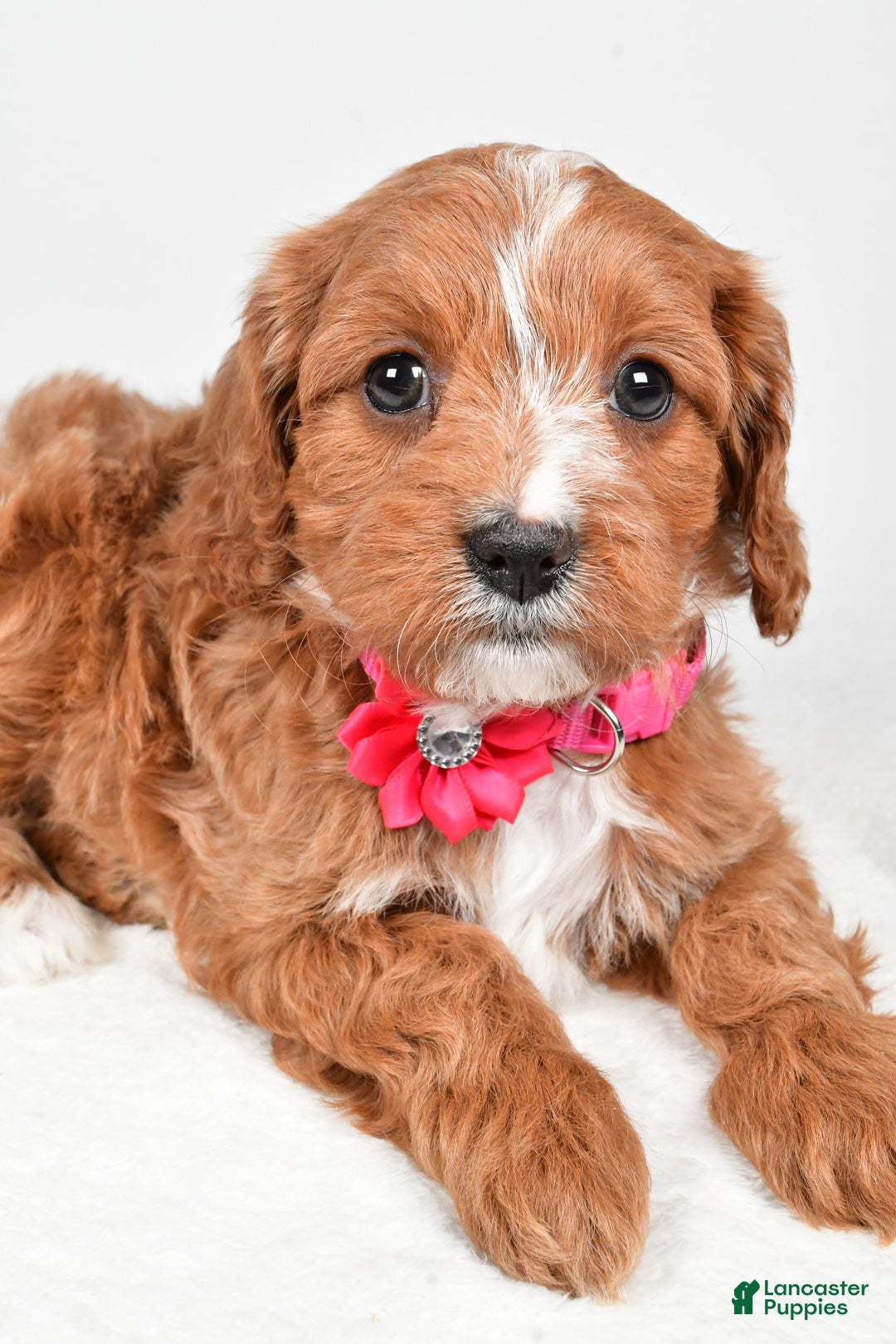 Cavapoo dogs for sale: Avery - Ad 4