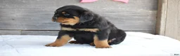 Rottweiler dogs for sale: Deisel - Ad 5