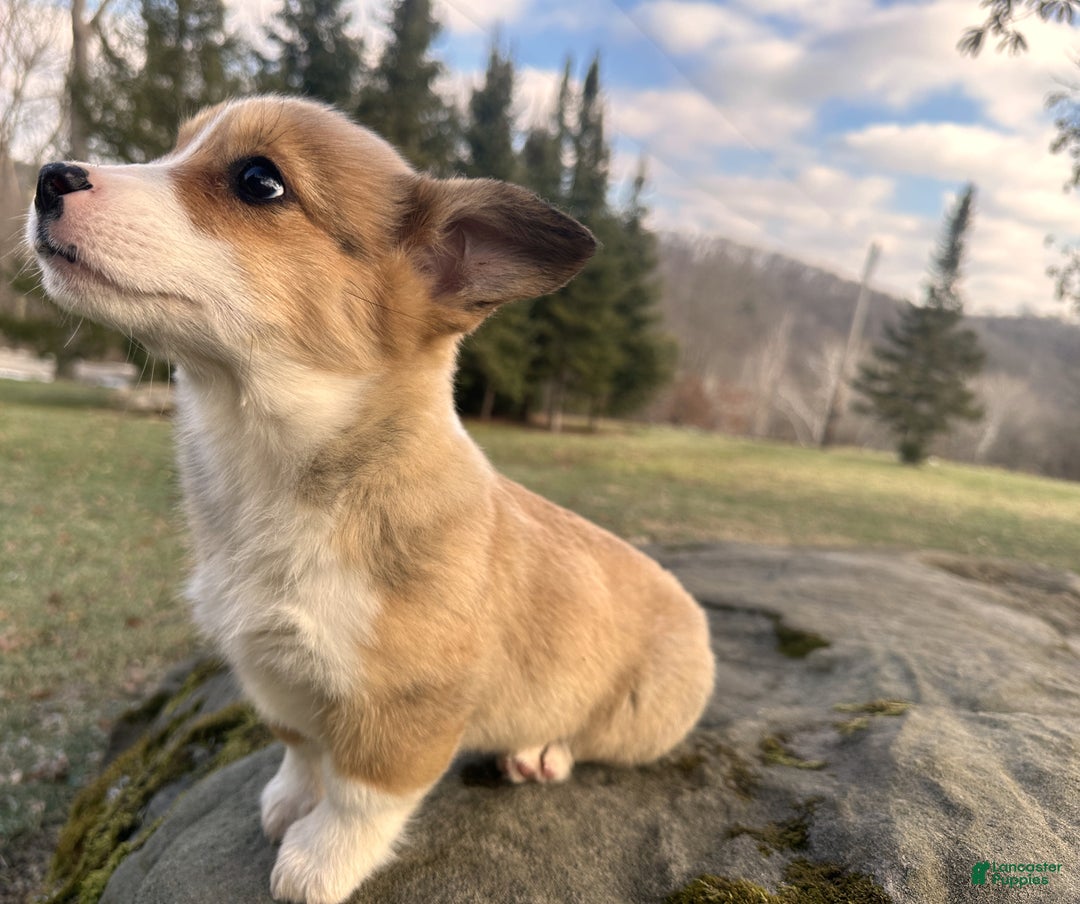 Welsh Corgi Pembroke dogs for sale: Dolly - Ad 5