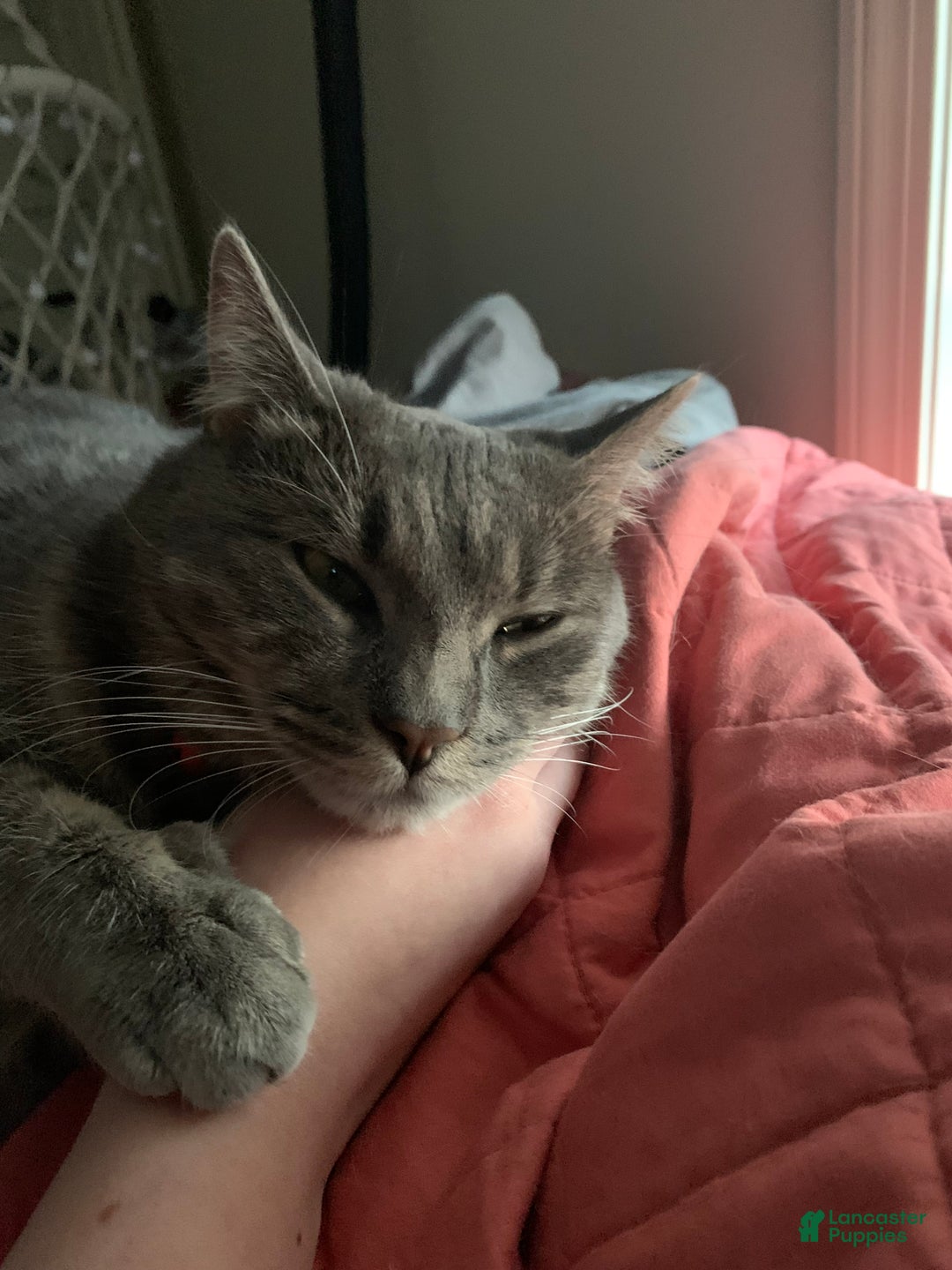 Mixed Breed dogs for sale: rosy - Ad 3