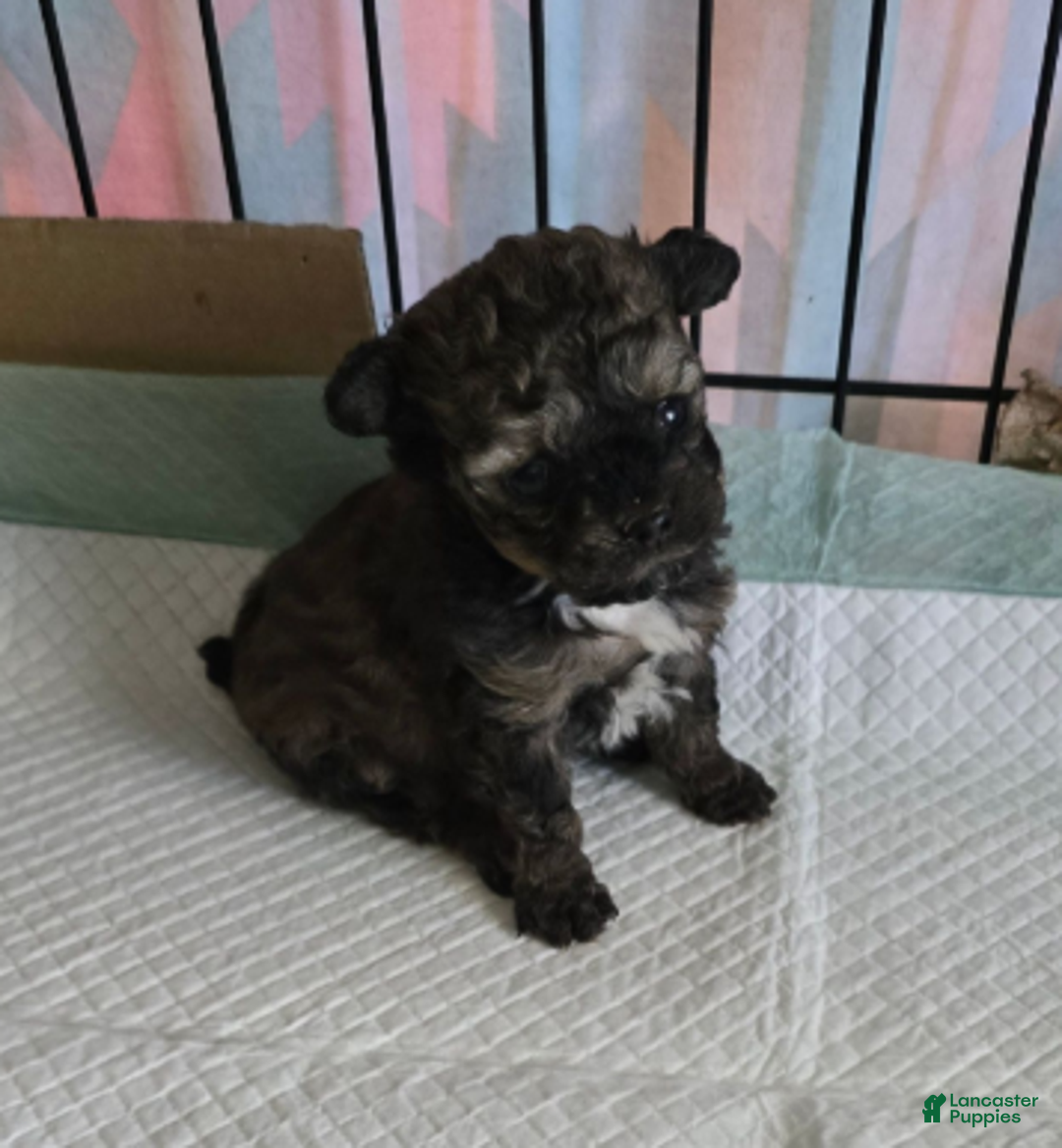 Standard Poodle dogs for sale: Tadpole - Ad 6