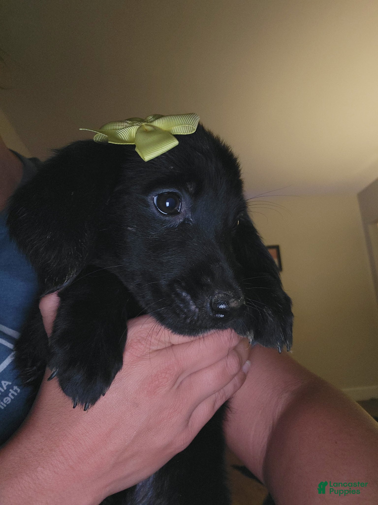 Mixed Breed dogs Mixed Breed 4 - Ad 2