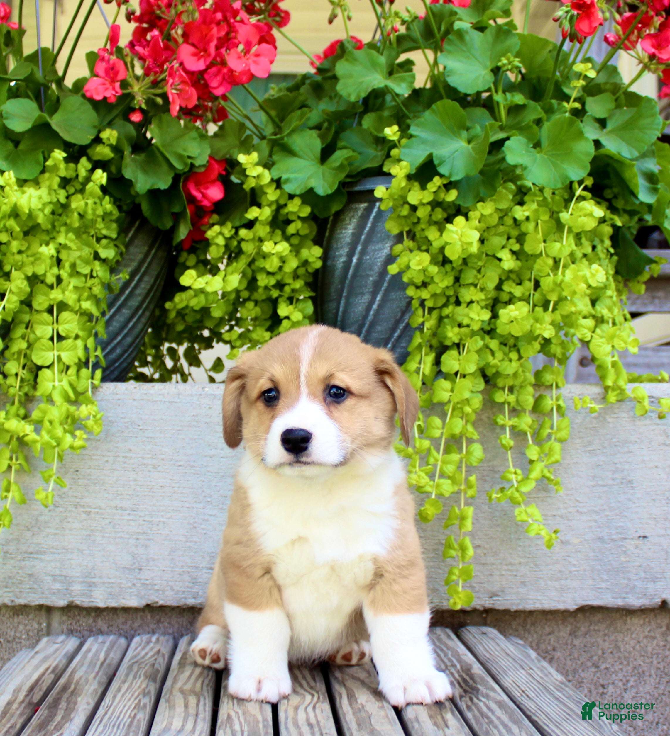 Welsh Corgi Pembroke dogs Rusty - Ad 2