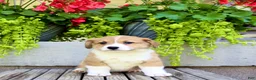 Welsh Corgi Pembroke dogs for sale: Rusty - Ad 2