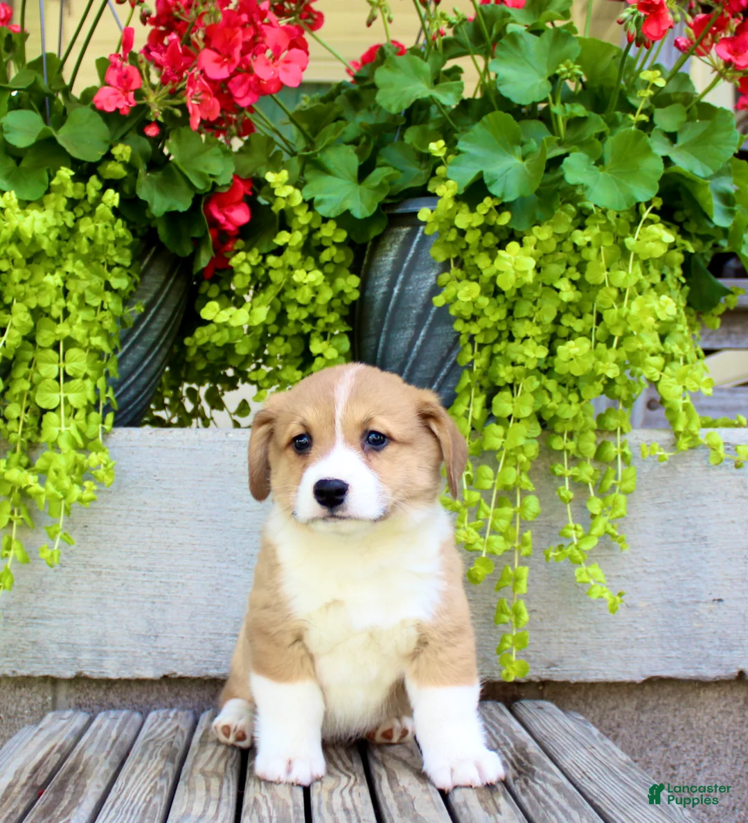Welsh Corgi Pembroke dogs for sale: Rusty - Ad 2